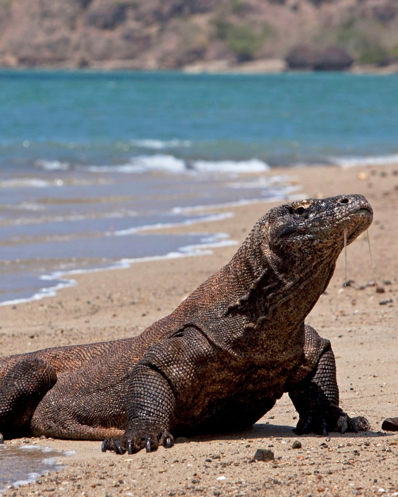 Komodo dragon beside the beach