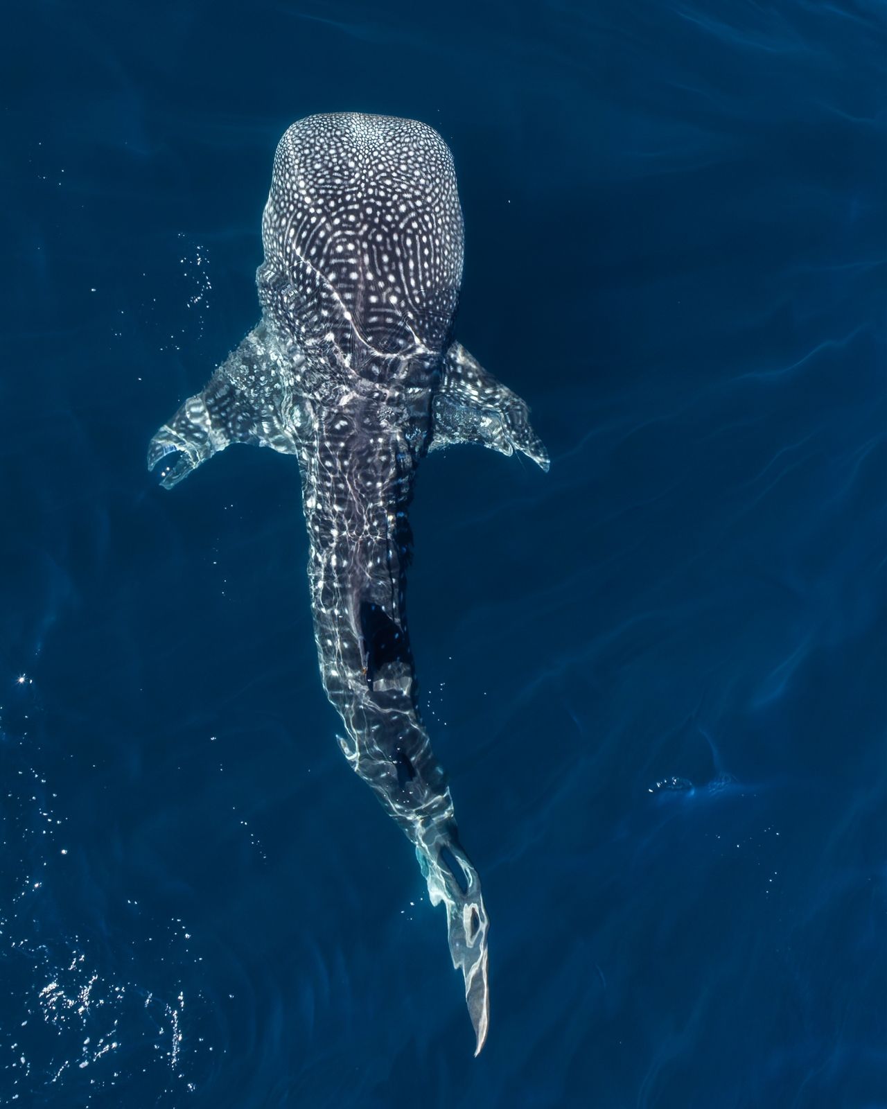 Whale shark swimming near the surface
